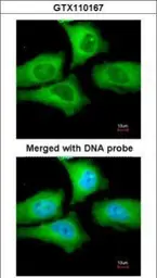 Anti-TCP1 epsilon antibody [N1C1] used in Immunocytochemistry/ Immunofluorescence (ICC/IF). GTX110167