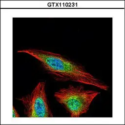 Anti-HDAC4 antibody [N3C1], Internal used in Immunocytochemistry/ Immunofluorescence (ICC/IF). GTX110231