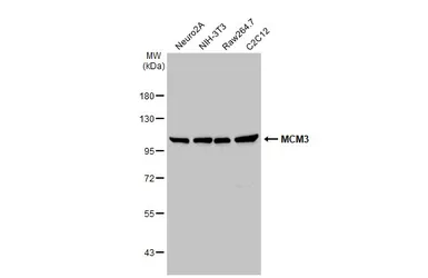 Anti-MCM3 antibody used in Western Blot (WB). GTX110241