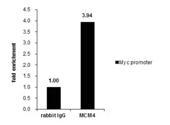 Anti-MCM3 antibody used in ChIP assay (ChIP assay). GTX110241