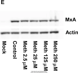 Anti-MX1 antibody [N2C2], Internal used in Western Blot (WB). GTX110256