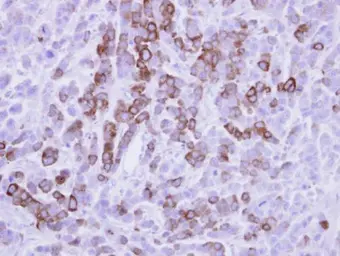 Anti-MX1 antibody [N2C2], Internal used in IHC (Paraffin sections) (IHC-P). GTX110256