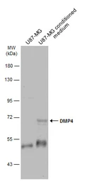 Anti-DMP4 antibody used in Western Blot (WB). GTX110258