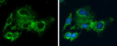 Anti-Glycine dehydrogenase antibody [N3C2-2], Internal used in Immunocytochemistry/ Immunofluorescence (ICC/IF). GTX110267