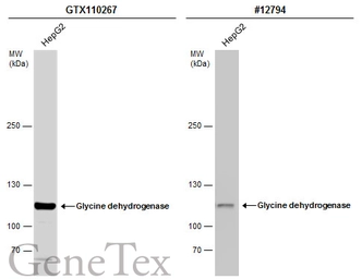 Anti-Glycine dehydrogenase antibody [N3C2-2], Internal used in Western Blot (WB). GTX110267