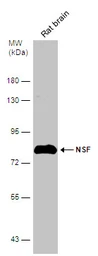 Anti-NSF antibody used in Western Blot (WB). GTX110275