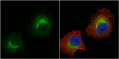 Anti-SAP102 antibody [C1C3] used in Immunocytochemistry/ Immunofluorescence (ICC/IF). GTX110289