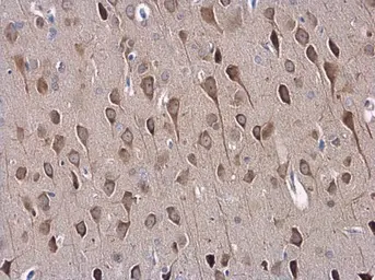 Anti-SAP102 antibody [C1C3] used in IHC (Paraffin sections) (IHC-P). GTX110289