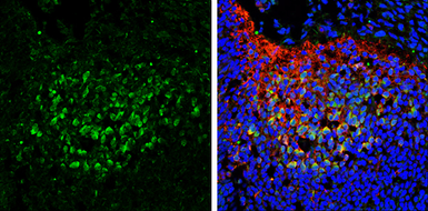 Anti-SAP102 antibody [C1C3] used in IHC (Frozen sections) (IHC-Fr). GTX110289