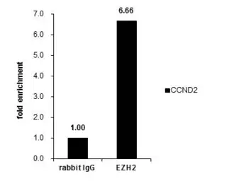 Anti-EZH2 antibody used in ChIP assay (ChIP assay). GTX110384