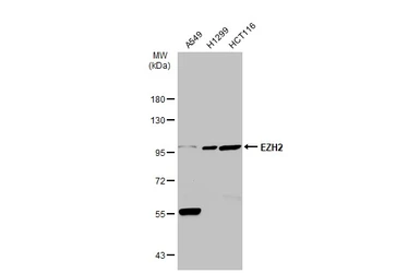 Anti-EZH2 antibody used in Western Blot (WB). GTX110384