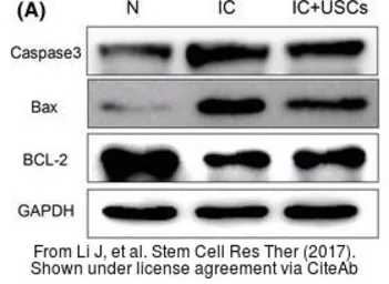 Anti-Caspase 3 antibody used in Western Blot (WB). GTX110543