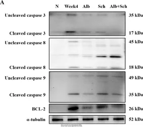 Anti-Caspase 3 antibody used in Western Blot (WB). GTX110543