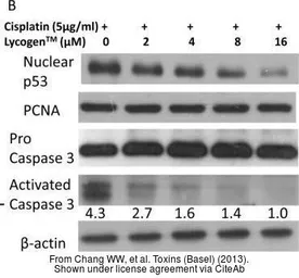Anti-Caspase 3 antibody used in Western Blot (WB). GTX110543