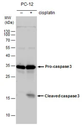 Anti-Caspase 3 antibody used in Western Blot (WB). GTX110543