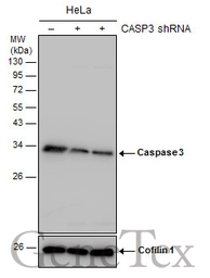 Anti-Caspase 3 antibody used in Western Blot (WB). GTX110543