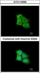 Anti-PCMT1 antibody used in Immunocytochemistry/ Immunofluorescence (ICC/IF). GTX110556