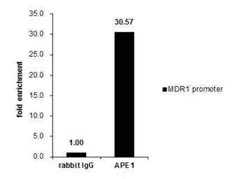 Anti-APE1 antibody used in ChIP assay (ChIP assay). GTX110558