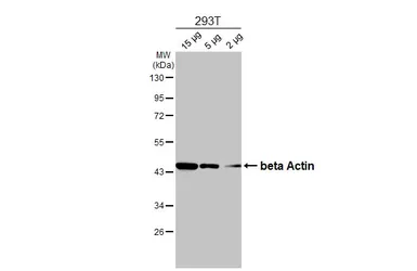 Anti-beta Actin antibody used in Western Blot (WB). GTX110564