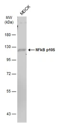 Anti-NFkB p105 antibody used in Western Blot (WB). GTX110585