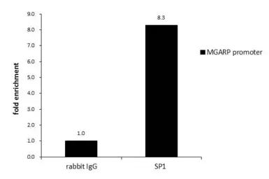 Anti-SP1 antibody used in ChIP assay (ChIP assay). GTX110593