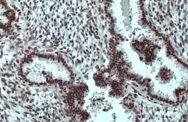 Anti-SP1 antibody used in IHC (Paraffin sections) (IHC-P). GTX110593