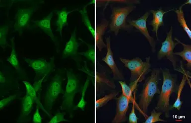 Anti-SP1 antibody used in Immunocytochemistry/ Immunofluorescence (ICC/IF). GTX110593