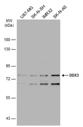 Anti-DDX3 antibody [N3C2], Internal used in Western Blot (WB). GTX110614