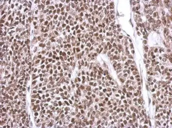 Anti-YY1 antibody used in IHC (Paraffin sections) (IHC-P). GTX110625