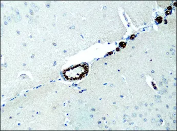 Anti-Destrin antibody used in IHC (Paraffin sections) (IHC-P). GTX11072