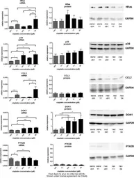 Anti-p38 MAPK antibody [N1C3-2] used in Western Blot (WB). GTX110720