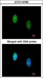 Anti-TBLR1 antibody [N3C3] used in Immunocytochemistry/ Immunofluorescence (ICC/IF). GTX110785