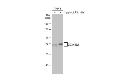 Anti-ZC3H12A antibody [N3C3] used in Western Blot (WB). GTX110807