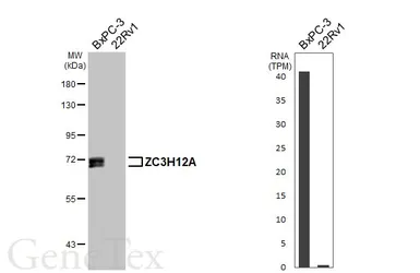 Anti-ZC3H12A antibody [N3C3] used in Western Blot (WB). GTX110807