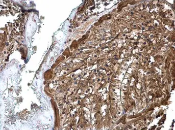 Anti-ATP6V1A antibody used in IHC (Paraffin sections) (IHC-P). GTX110815