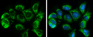 Anti-SLC25A6 antibody used in Immunocytochemistry/ Immunofluorescence (ICC/IF). GTX110983