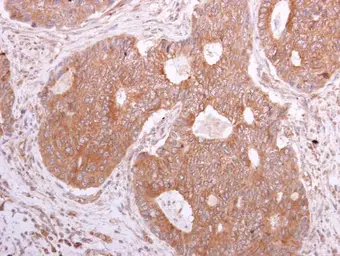 Anti-EIF5A antibody used in IHC (Paraffin sections) (IHC-P). GTX111013
