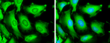 Anti-Hsp70 antibody used in Immunocytochemistry/ Immunofluorescence (ICC/IF). GTX111088