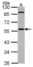 Anti-CDC20 antibody used in Western Blot (WB). GTX111137