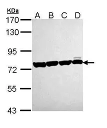 Anti-HSC70 antibody [C1C3] used in Western Blot (WB). GTX111150