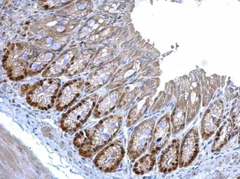 Anti-MCM3 antibody [N1N3] used in IHC (Paraffin sections) (IHC-P). GTX111160