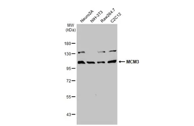 Anti-MCM3 antibody [N1N3] used in Western Blot (WB). GTX111160