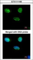 Anti-MCM3 antibody [N1N3] used in Immunocytochemistry/ Immunofluorescence (ICC/IF). GTX111160