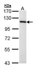 Anti-MCM3 antibody [N1N3] used in Western Blot (WB). GTX111160
