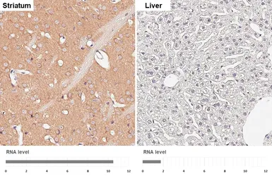Anti-GSK3 beta antibody [C1C3] used in IHC (Paraffin sections) (IHC-P). GTX111192