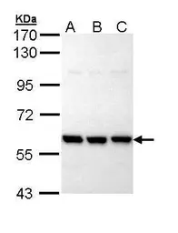 Anti-PRP19 antibody [N2C2], Internal used in Western Blot (WB). GTX111233