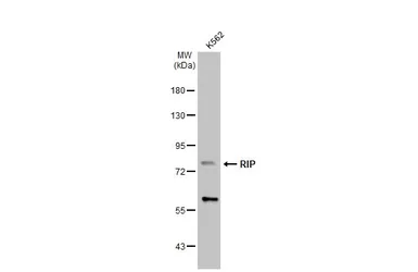 Anti-RIP antibody [C1C3] used in Western Blot (WB). GTX111235