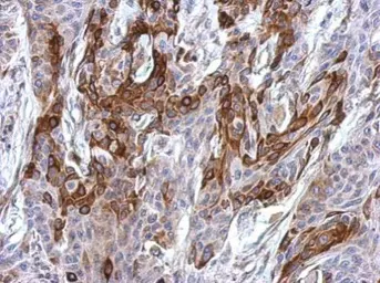 Anti-GAB1 antibody used in IHC (Paraffin sections) (IHC-P). GTX111253