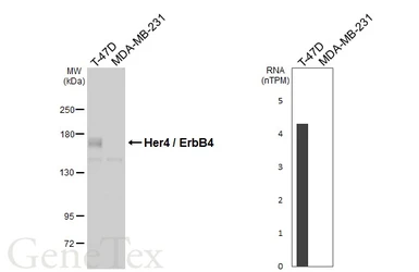Anti-Her4 / ErbB4 antibody [C1C3] used in Western Blot (WB). GTX111276