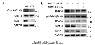 Anti-CaMKII delta antibody used in Western Blot (WB). GTX111401